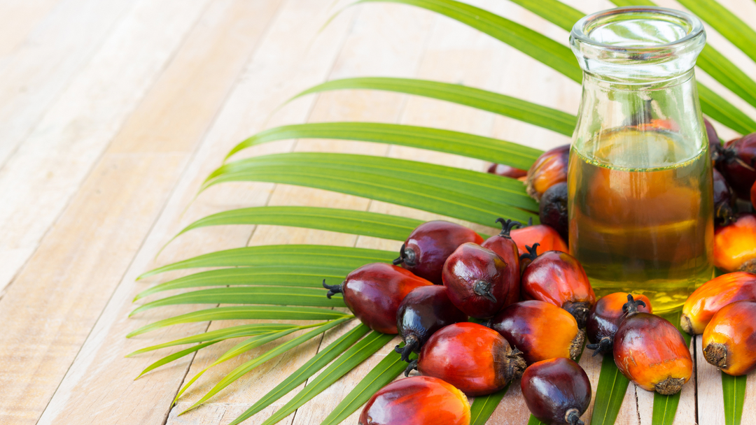 Environment VS Palm Oil